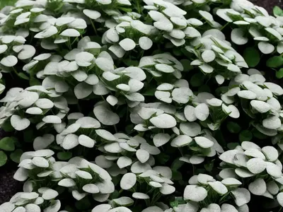 Dichondra (Dichondra Argentea ‘Silver Falls’)