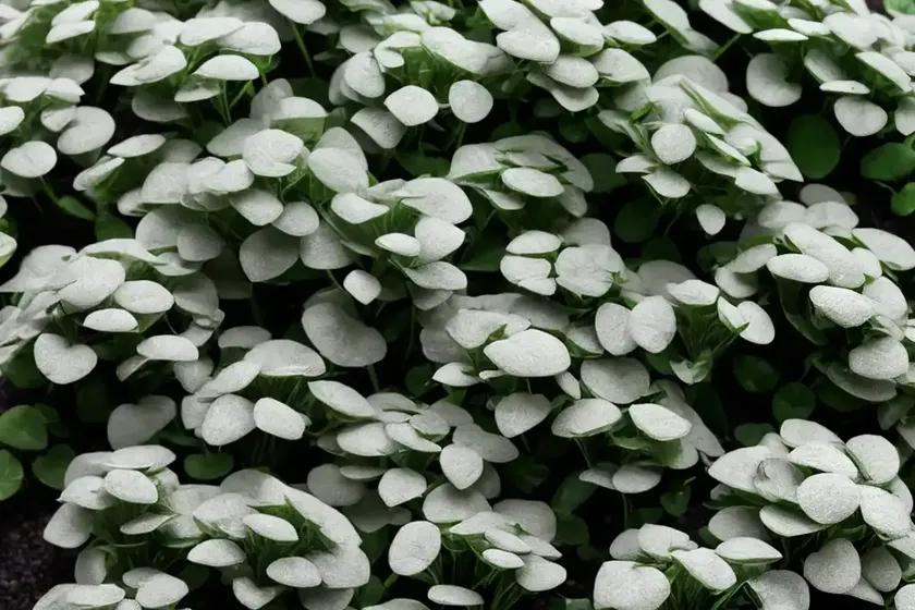 Dichondra (dichondra argentea ‘silver falls’)