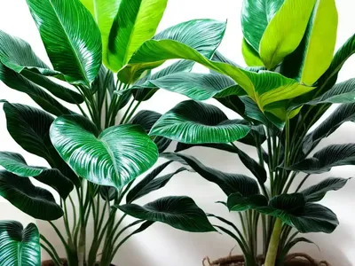 Dieffenbachia Maculata (Dieffenbachia Seguine)
