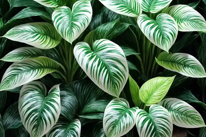Dieffenbachia tropic snow (dieffenbachia amoena ‘tropic snow’) — photo 2