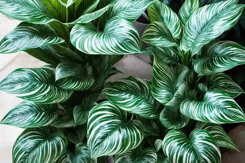 Dieffenbachia tropic snow (dieffenbachia amoena ‘tropic snow’) — photo 3