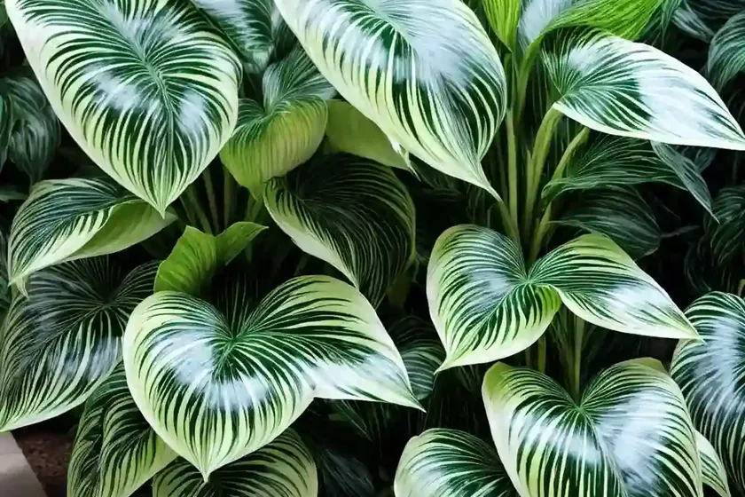 Dieffenbachia tropic snow (dieffenbachia amoena ‘tropic snow’)