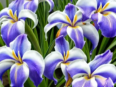 Dietes Grandiflora (Fairy Iris)