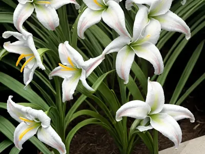 Dietes Iridioides (Fortnight Lily)