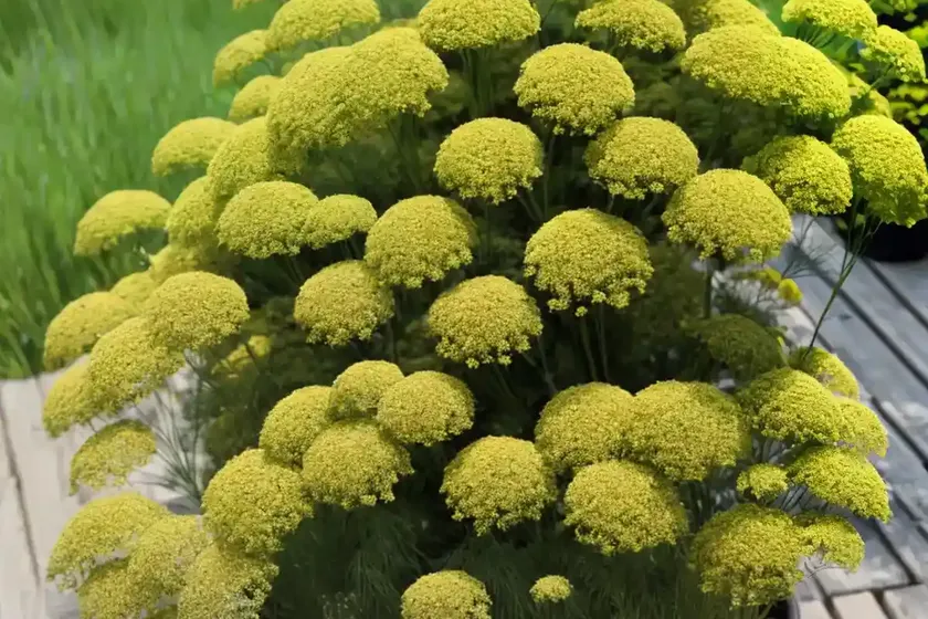 Dill (anethum graveolens) — photo 2