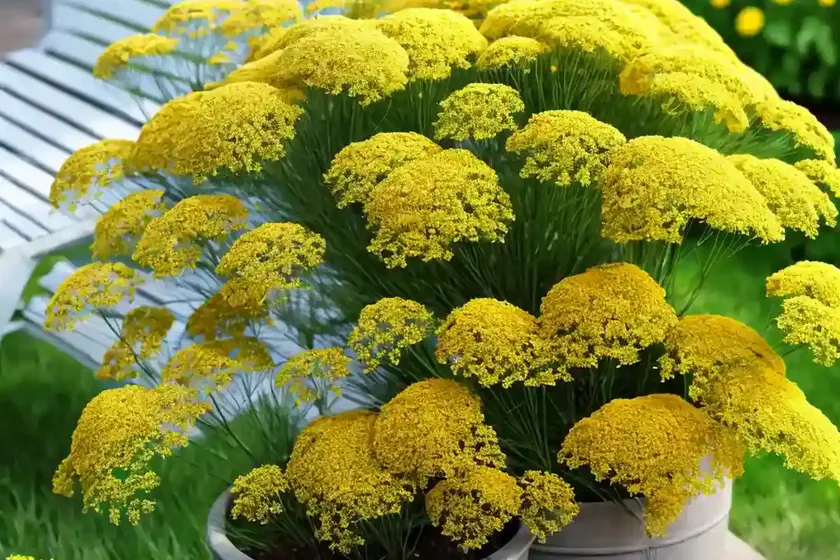 Dill (anethum graveolens) — photo 3