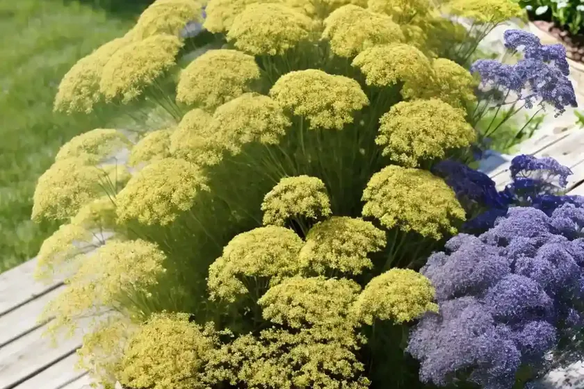 Dill (anethum graveolens)