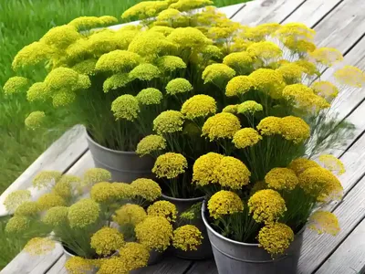 Dill (Anethum Graveolens)