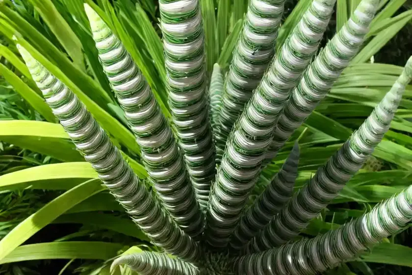 Dioon spinulosum (giant dioon) — photo 2