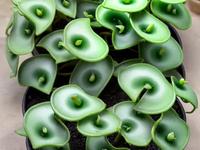 Dischidia Dragon Jade (Dischidia Nummularifolia ‘�dragon Jade’�)