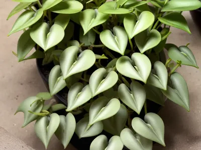 Dischidia Ruscifolia (Dischidia Ruscifolia)