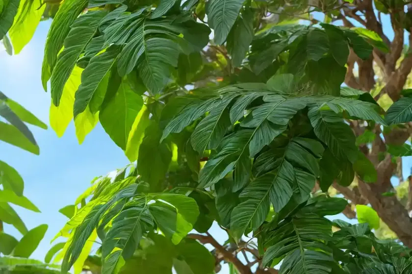 Ditabark (alstonia scholaris) — photo 3