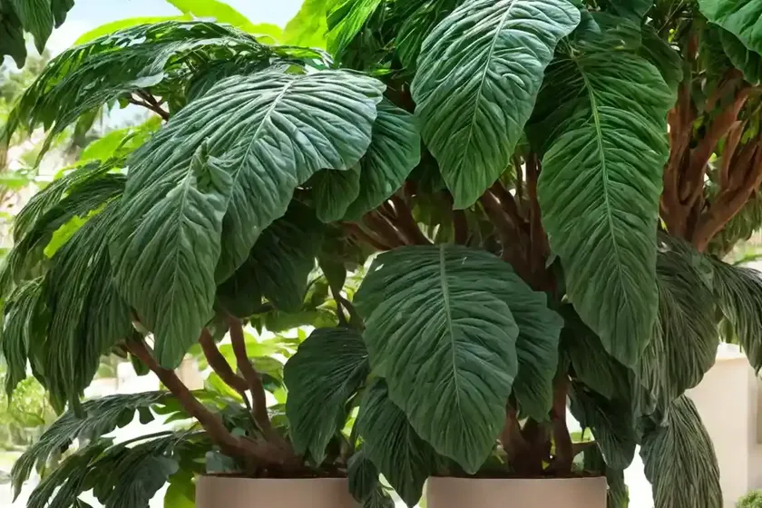Ditabark (alstonia scholaris)