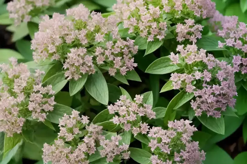 Dittany of crete (origanum dictamnus) — photo 3