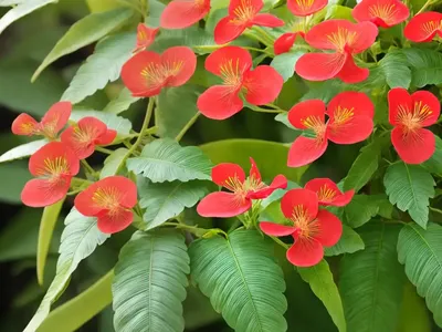 Divi-divi (Caesalpinia Coriaria)