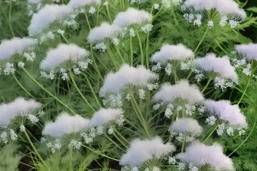Dog fennel (eupatorium capillifolium) — photo 3