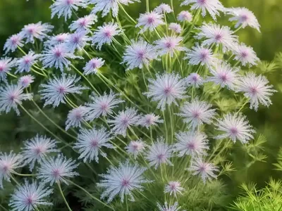 Dog Fennel (Eupatorium Capillifolium)