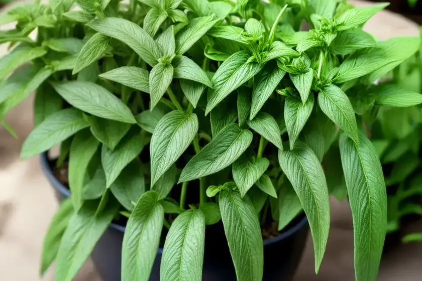 Dog mercury (mercurialis perennis) — photo 3