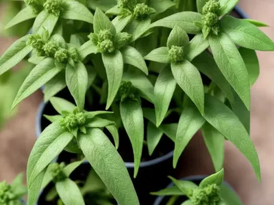 Dog Mercury (Mercurialis Perennis)