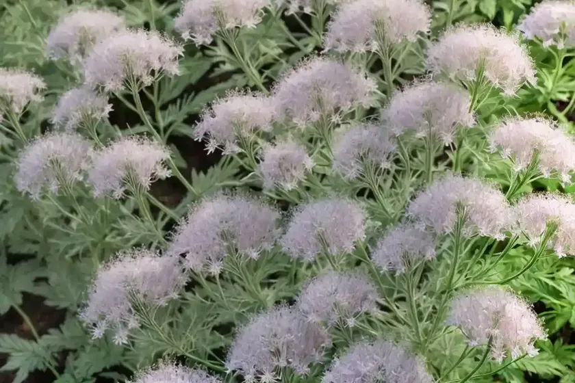 Dogfennel (eupatorium capillifolium) — photo 2