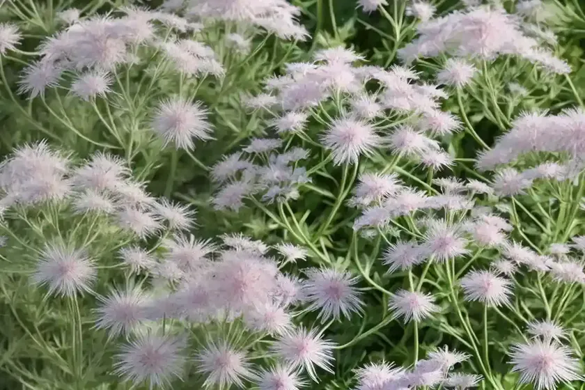 Dogfennel (eupatorium capillifolium) — photo 3