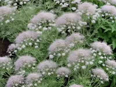 Dogfennel (Eupatorium Capillifolium)