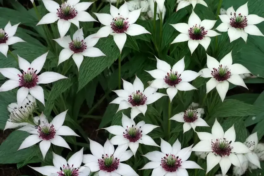 Doll’s eyes (actaea pachypoda) — photo 2