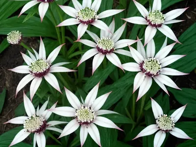 Doll’s Eyes (Actaea Pachypoda)