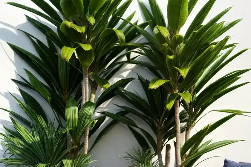 Dorado dracaena (dracaena deremensis ‘dorado’) — photo 2