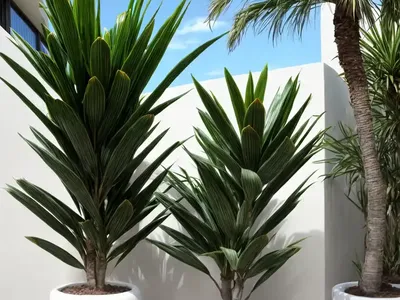 Dorado Dracaena (Dracaena Deremensis ‘dorado’)