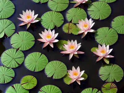Dotleaf Waterlily (Nymphaea Ampla)