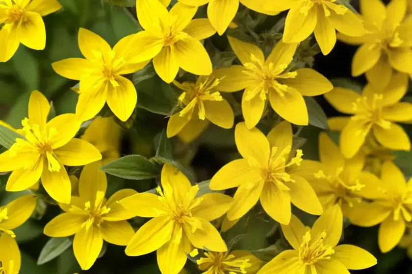 Dotted loosestrife (lysimachia punctata) — photo 2