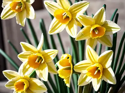 Double Daffodil (Narcissus ‘Tahiti’)