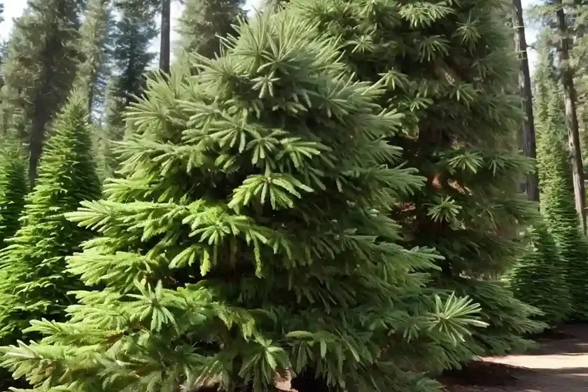Douglas fir (pseudotsuga menziesii) — photo 2