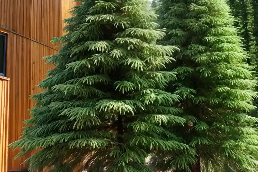 Douglas fir tree (pseudotsuga menziesii) — photo 2