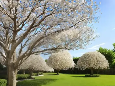Dove Tree (Davidia Involucrata)