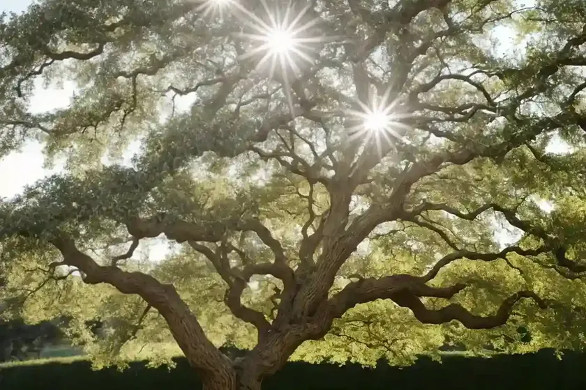 Downy oak (quercus pubescens) — photo 3