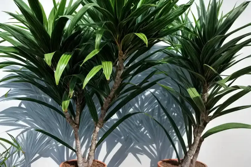 Dracaena carmen (dracaena reflexa) — photo 2