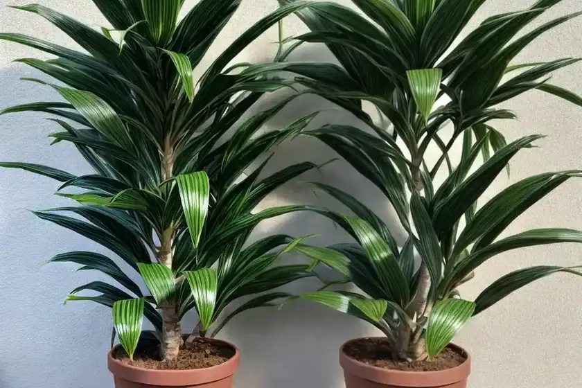 Dracaena carmen (dracaena reflexa) — photo 3