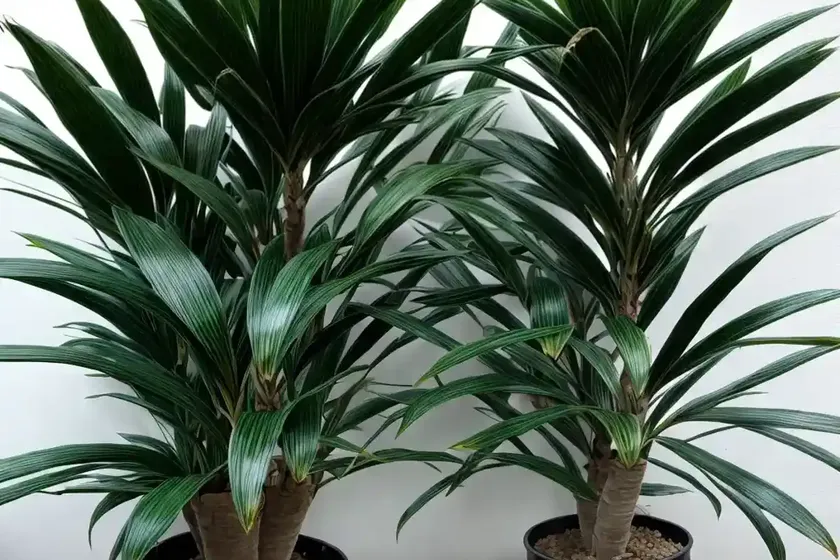 Dracaena cintho (dracaena fragrans steudneri ‘cintho’) — photo 2