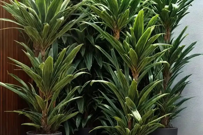 Dracaena cintho (dracaena fragrans steudneri ‘cintho’) — photo 3