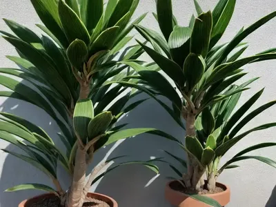 Dracaena Cintho (Dracaena Fragrans Steudneri ‘Cintho’)
