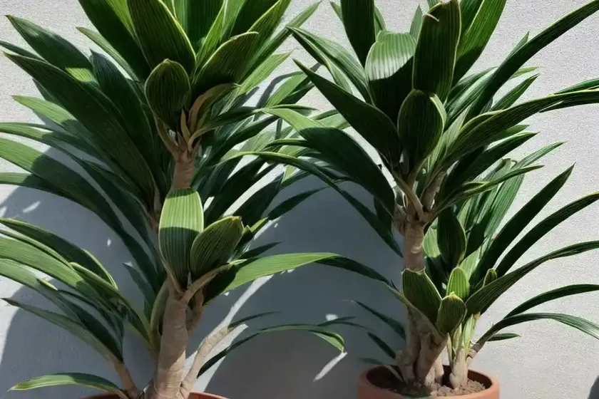 Dracaena cintho (dracaena fragrans steudneri ‘cintho’)