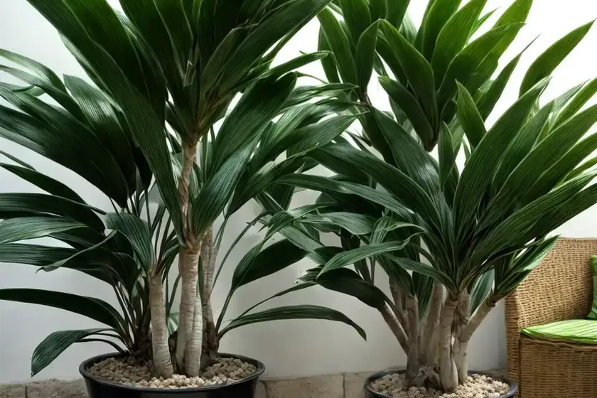 Dracaena compacta (dracaena fragrans) — photo 2