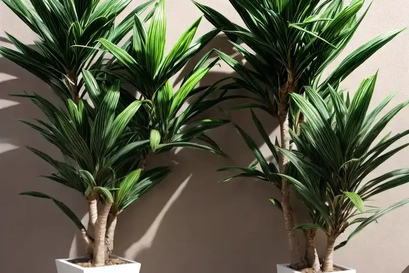 Dracaena compacta (dracaena fragrans) — photo 3