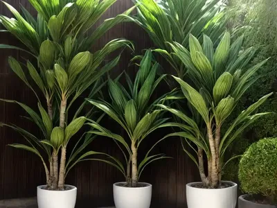 Dracaena Compacta (Dracaena Fragrans)
