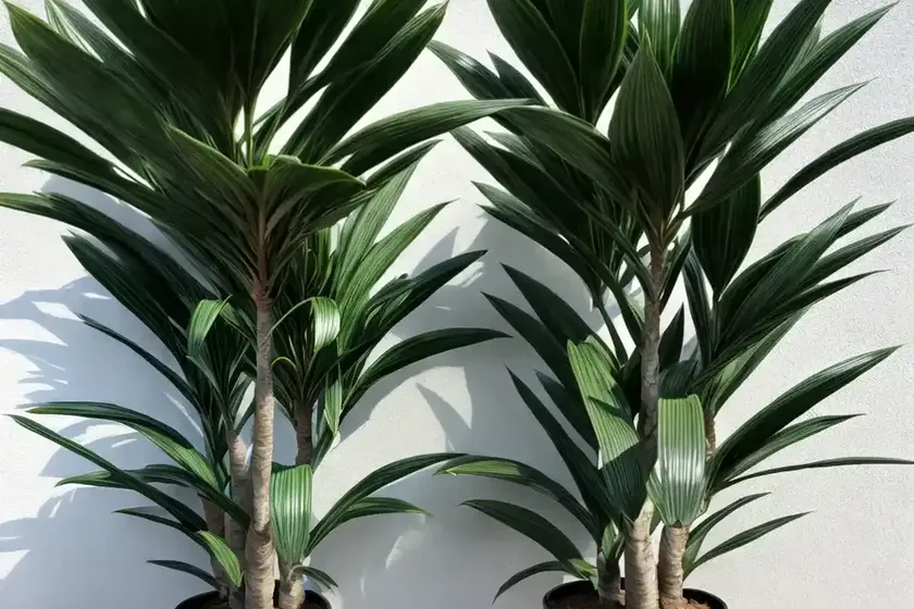 Dracaena (dracaena sanderiana) — photo 2