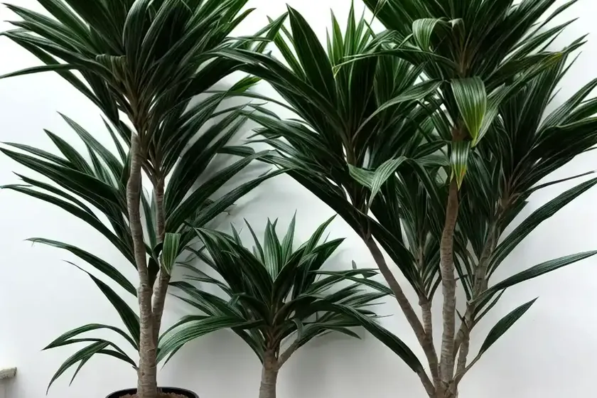 Dracaena (dracaena sanderiana) — photo 3