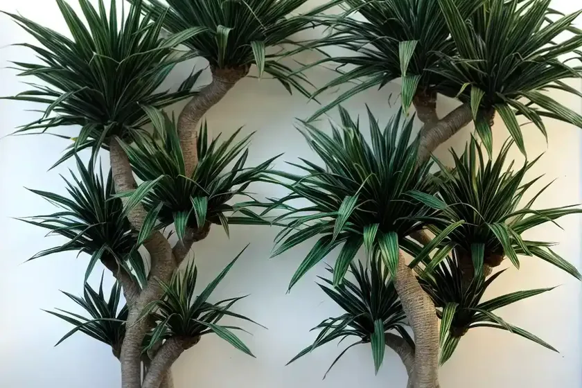 Dracaena draco (dragon tree) — photo 2
