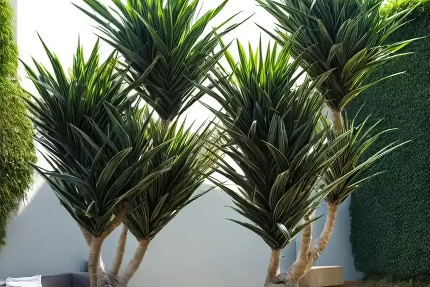 Dracaena draco (dragon tree) — photo 3
